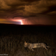Illustration for article titled The Years Most Thrilling (and Heartbreaking) Wildlife Photos